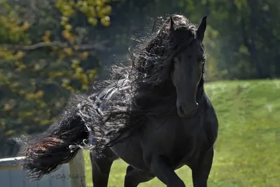 красивый фризский жеребец черных коней Стоковое Фото - изображение  насчитывающей бобра, лошадиный: 225693662
