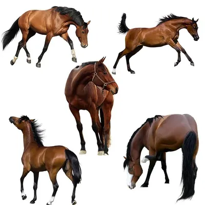 Красивый черный конь 3840×2160 – Лошади обои широкоформатные
