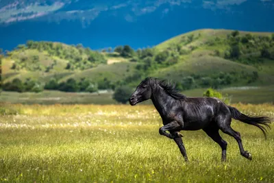 Красивые арты лошадей - 59 фото