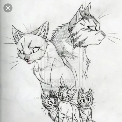 Рисунки \"Коты-Воители\" для срисовки (86 фото)