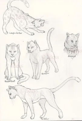 Коты воители для срисовки карандашом - 82 фото