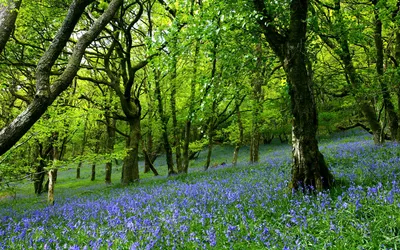 Красивые деревья растут в лесу весной. Низкий Scenery точки зрения деревьев  Woodlands. Стоковое Фото - изображение насчитывающей цветасто, ландшафт:  215318432