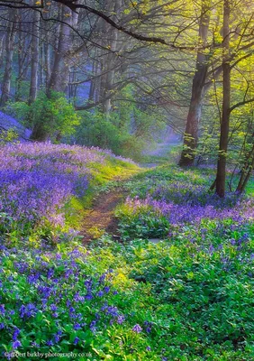 Картинки весна на заставку телефона (47 фото) • Прикольные картинки и  позитив | Nature photography, Beautiful landscape wallpaper, Beautiful  nature