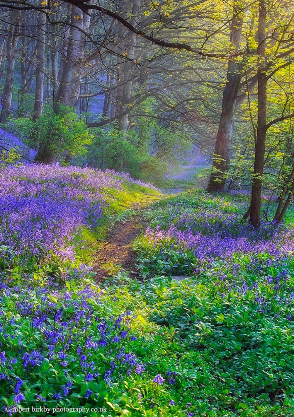 Весна картинки лес