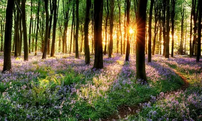 Картинки весна солнце природа (70 фото) » Картинки и статусы про окружающий  мир вокруг