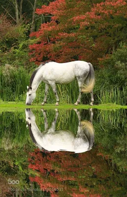 моря и реки | Белые лошади, Любовь лошадей, Фотографии лошадей