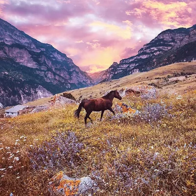 Лошади в природе семья лошадей в природе Стоковое Фото - изображение  насчитывающей свобода, ангстрома: 146439960