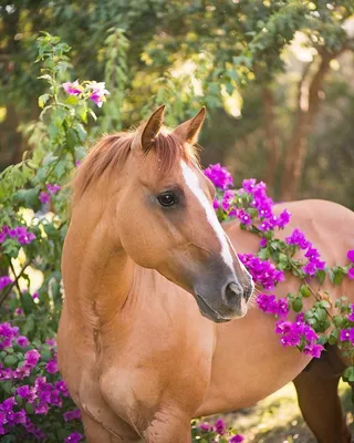 Красивые лошади на природе - 80 фото