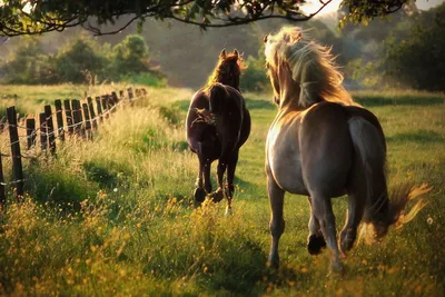 Красивые картинки лошадей на природе - 57 фото