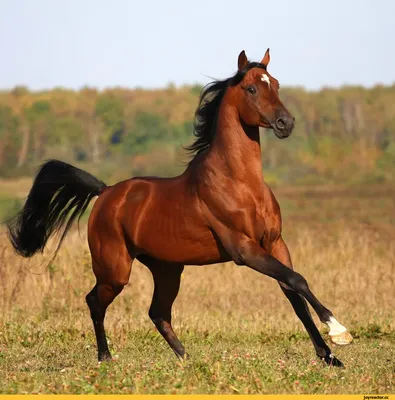 картинки : природа, туман, Лошадь, Темнота, лошади, Животные, Четвероногий,  Атмосферное явление, Конь как млекопитающее, Стадо лошадей 4928x3264 - -  1032239 - красивые картинки - PxHere