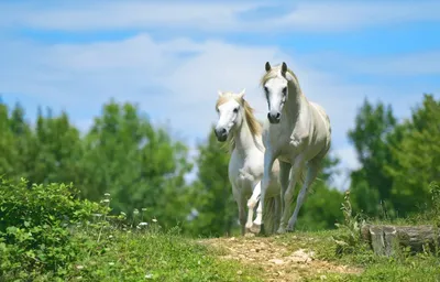 Лошади на природе (25 фото)