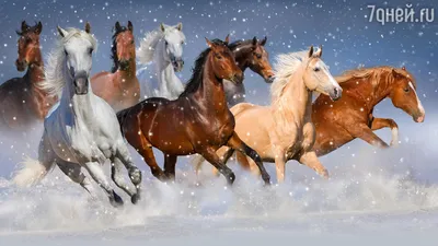 Картина лошадей в дикой природе | Премиум Фото