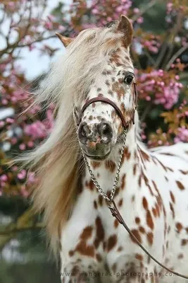 Картинки красивые лошадей летом (68 фото) » Картинки и статусы про  окружающий мир вокруг