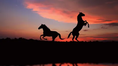 Обои Лошади на закате, картинки - Обои для рабочего стола Лошади на закате  фото из альбома: (животные)