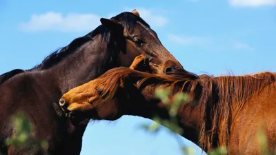 Обои Нежность лошадей, картинки - Обои для рабочего стола Нежность лошадей  фото из альбома: (животные)