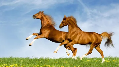 Лошади красивые - обои для рабочего стола, картинки, фото