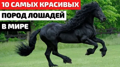 Картина Красивая лошадь. Размеры: 40x60, Год: 2023, Цена: 35400 рублей  Художник Островская Елизавета