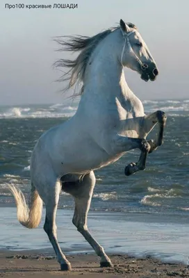 Красивые картинки лошадей фотографии