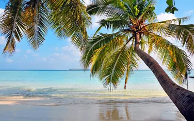 Скачать обои море, пляж, пальмы, отдых, остров разрешение 2560x1600 #144581