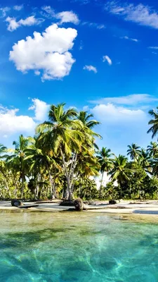 Обои Красивые пейзажи, тропики, пляж, пальмы, море, солнце 750x1334 iPhone  8/7/6/6S Изображение
