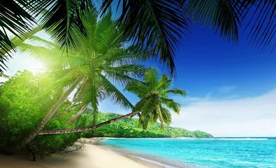 Заставки на телефон — море и пальмы | Zamanilka | Пальмы, Путешествия,  Заставка