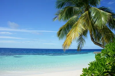 Пляж море пальмы песок - красивые фото