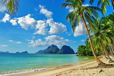 Лето пальмы, пляж, море, гамак, отдых фото, обои на рабочий стол