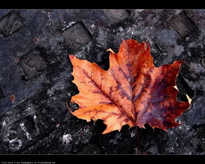 Красивые яркие листья на местах Волшебные цвета осени Фон Обои Стоковое  Фото - изображение насчитывающей цветы, конспектов: 200596378
