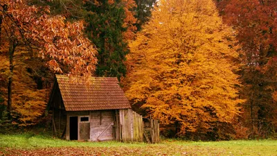 лес :: красивые картинки :: краски :: обои для рабочего стола :: почти осень  :: Природа (красивые фото природы: моря, озера, леса) :: пейзаж / картинки,  гифки, прикольные комиксы, интересные статьи по теме.