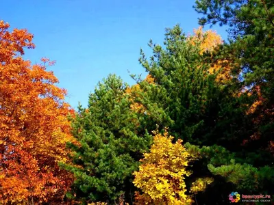 Красивые яркие лист на местах Волшебные цвета осени Фон Обои Стоковое Фото  - изображение насчитывающей обои, сезонно: 200596368