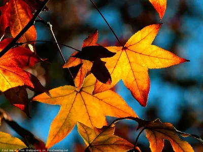 Природа, Осень - Красивые фото обои для рабочего стола комп. windows #11