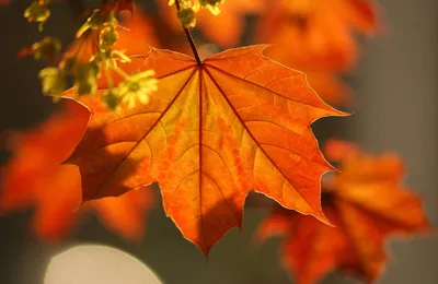 Скачать обои ветка, листья, осень, клен, красивые разрешение 1920x1247  #36214