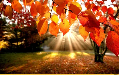 Осень :: обои :: красивые картинки - JoyReactor