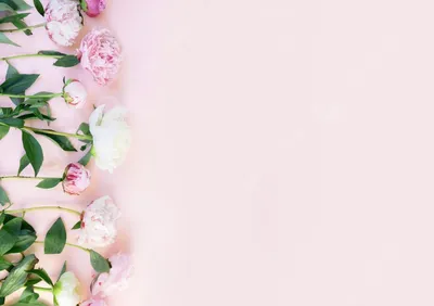 Красивые розовые цветы на белом фоне :: Стоковая фотография :: Pixel-Shot  Studio