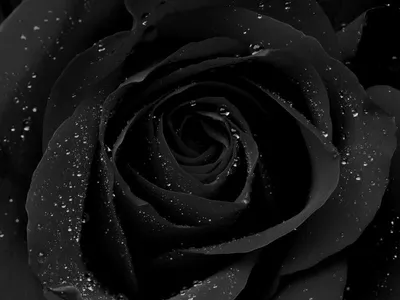 3Д картина на полотне Свежие красивые белые цветы на черном фоне № s35364 в  ART-holst.com.ua