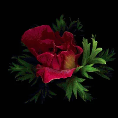 Красивые цветы на черном фоне с букетом роз сливки 2 Стоковое Фото -  изображение насчитывающей бобра, цветок: 171813460