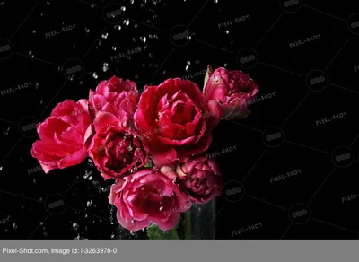 Бесшовный фон - красивые розовые цветы с орхидеями Цветы на черном фоне  Вектор Иллюстрация штока - иллюстрации насчитывающей конструкция, довольно:  163205045