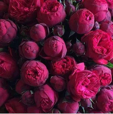 Красивые цветы роз полностью из …» — создано в Шедевруме