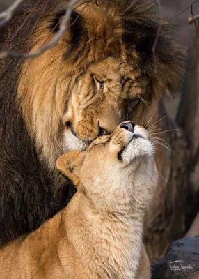 Влюбленные животные (61 фото) | Imagens de leão, Família do leão, Pintura  de leão