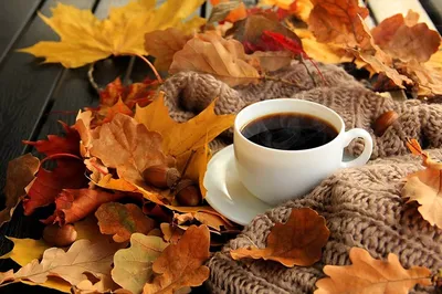Красивый отдыхать девушки и выпивая кофе сидя в саде осени Стоковое  Изображение - изображение насчитывающей чашка, фронт: 61407423