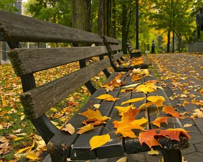 Красивые фото осень, кофе, плед - сборка