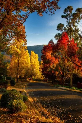 Рука держит красивые яркие лист осени на фоне природы Стоковое Фото -  изображение насчитывающей мой, природа: 150745448