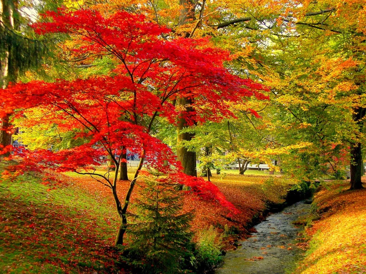 Красивая осень. Осенняя природа. Осенние краски природы. Яркие краски осени.