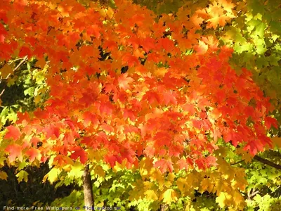 Осень - красивые картинки (67 фото)
