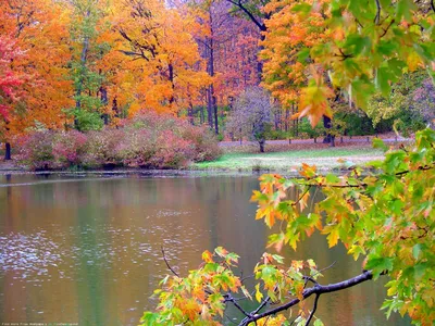 Природа, Осень - Красивые фото обои для рабочего стола комп. windows #68