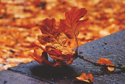 Осенние пейзажи | Пейзажи, Осенний пейзаж, Живописные фотографии