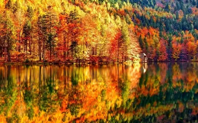 Осенние деревья - красивые картинки (86 фото)