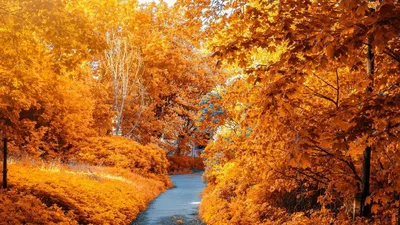 Листья Осень Золотая - Бесплатное фото на Pixabay - Pixabay