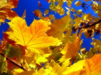 Золотая осень. Уваровцы делятся в соцсетях красивыми видами природы (видео)  | Уваровская жизнь