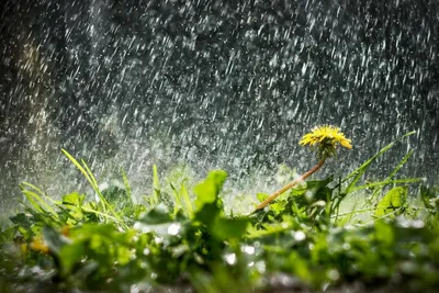Красивые картинки про дождь фотографии